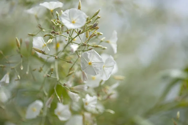 Flora Wysp Kanaryjskich Obfite Kwitnienia Powój Floridus — Zdjęcie stockowe