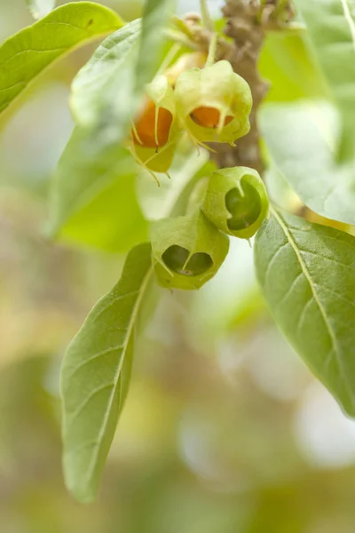 Flore Des Îles Canaries Fruit Non Mûr Withania Aristata — Photo