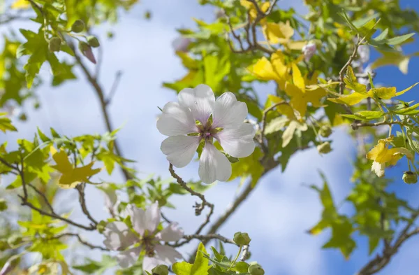 Kanarya Adaları Malva Acerifolia Çiçek Florası — Stok fotoğraf