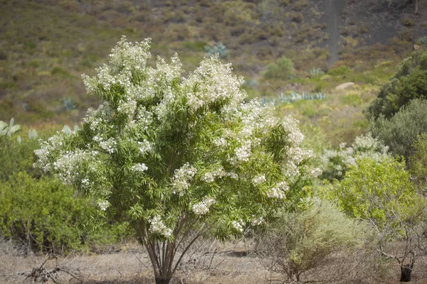 Flore Des Îles Canaries Floraison Abondante Convolvulus Floridus — Photo