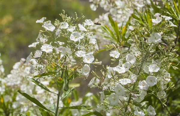 Kanarya Adaları Convolvulus Floridus Çiçekli Bol Florası — Stok fotoğraf