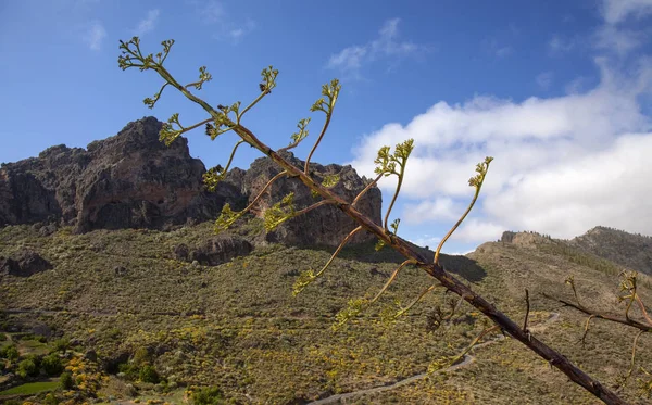 Gran Canaria Maja Montains Centralnej Części Wyspy Szypułka Agawy Pierwszym — Zdjęcie stockowe