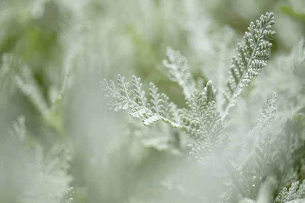 Robotskapade Stubbar Gran Canaria Tanacetum Ptarmiciflorum Aka Gonospermum Ptarmicaeflorum Endemisk — Stockfoto