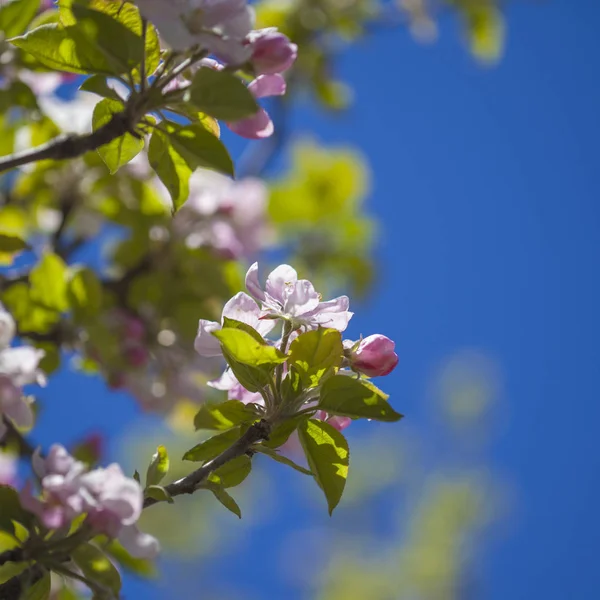 Blommande Apple Träd Naturliga Blommig Bakgrund — Stockfoto