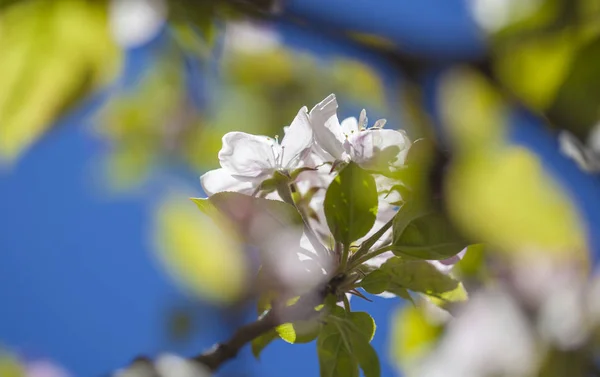 开花苹果树自然花卉背景 — 图库照片