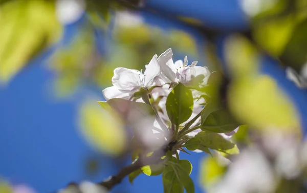 Blommande Apple Träd Naturliga Blommig Bakgrund — Stockfoto