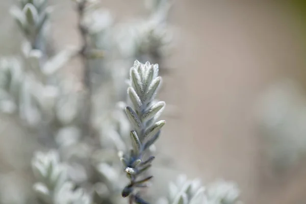 Flora Von Gran Canaria Natürlicher Hintergrund Der Aromatischen Kräutermikromerie — Stockfoto