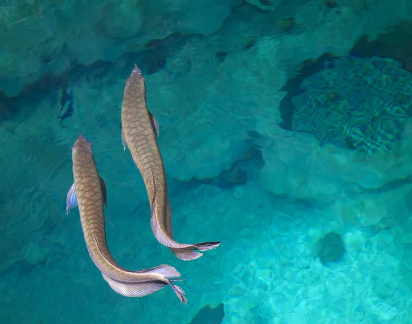 exotic aquarium background  with two silver arowana fish swimming together, shot from the top