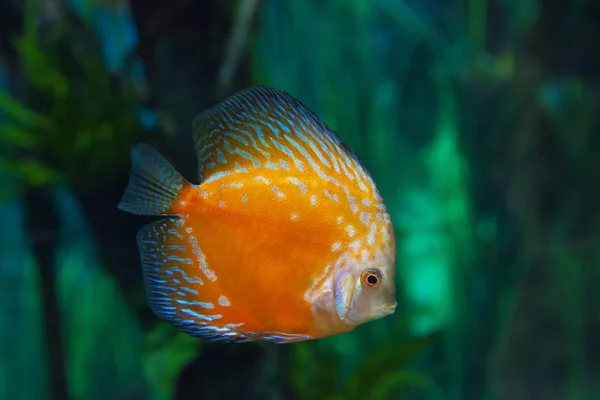 exotic aquarium background  with orange and blue discus fish