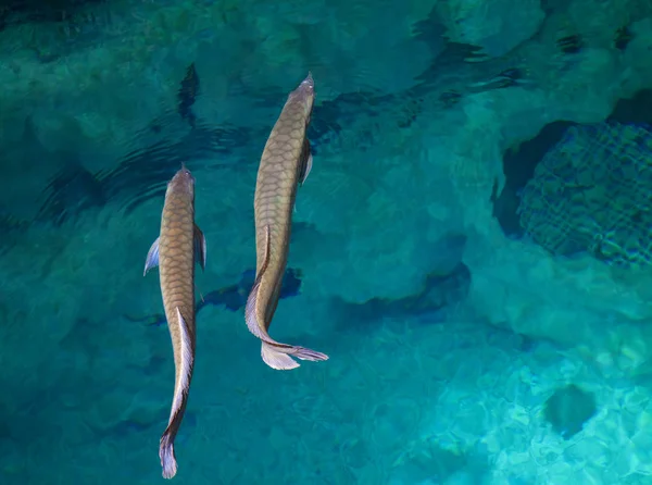 Egzotikus Akvárium Háttér Két Ezüst Csontnyelvű Hal Halak Úszás Együtt — Stock Fotó