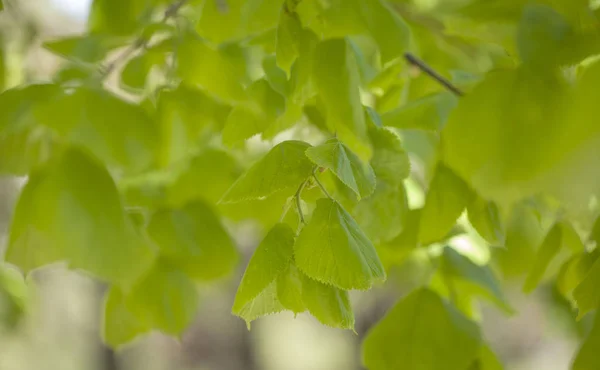 季節背景若い柔らかい緑の菩提樹の葉します — ストック写真