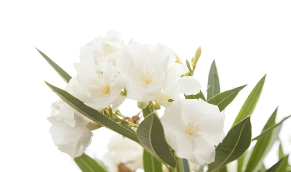 White Oleander Flowers Isolated White Background — Stock Photo, Image
