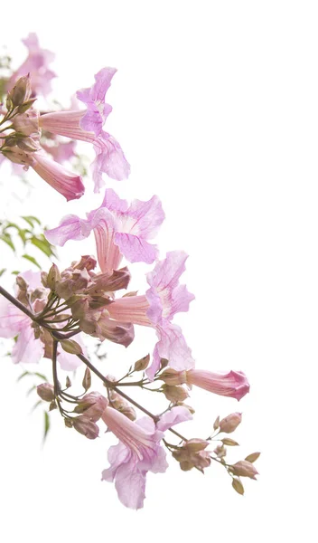 Fiori Rosa Podranea Ricasoliana Isolati Sfondo Bianco — Foto Stock