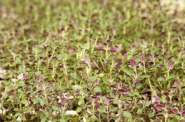 Crescendo Sfondo Piantine Timo Parte Inferiore Dei Volantini Viola — Foto Stock