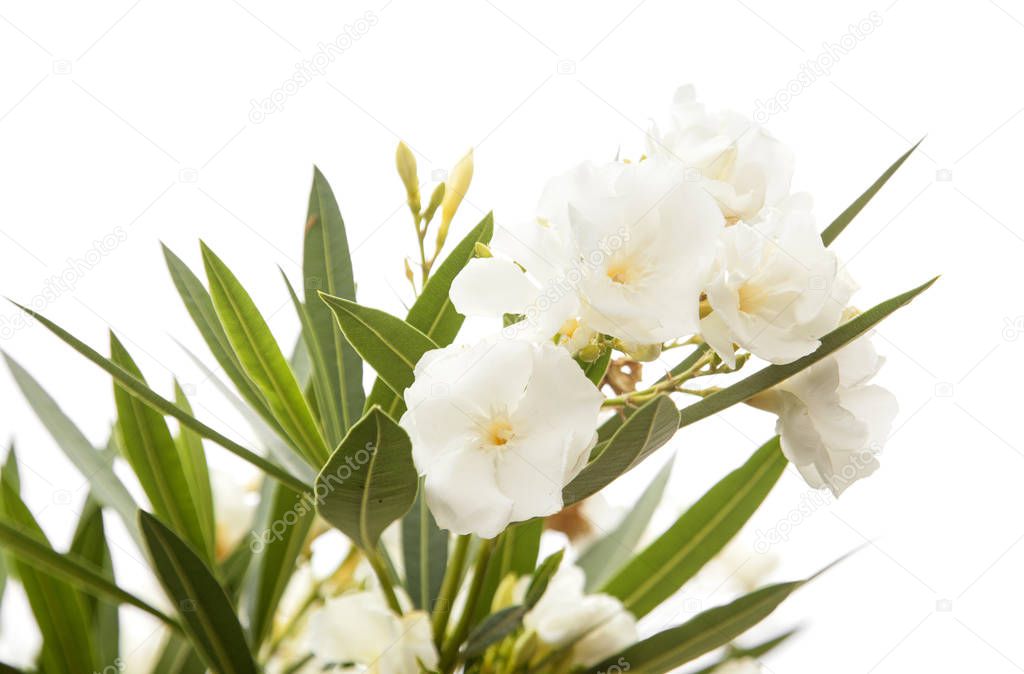 white oleander flowers isolated on white background