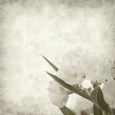 Eski Kağıt arka plan beyaz zakkum çiçekleri ile dokulu 