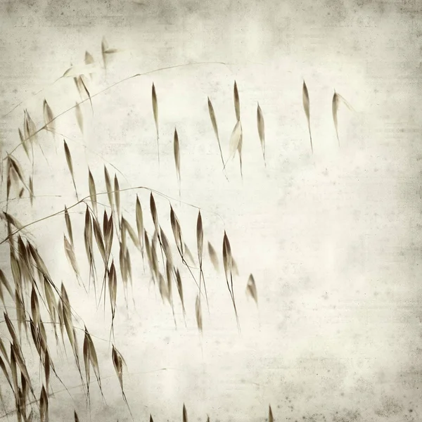 纹理老纸背景与野生燕麦茎 — 图库照片