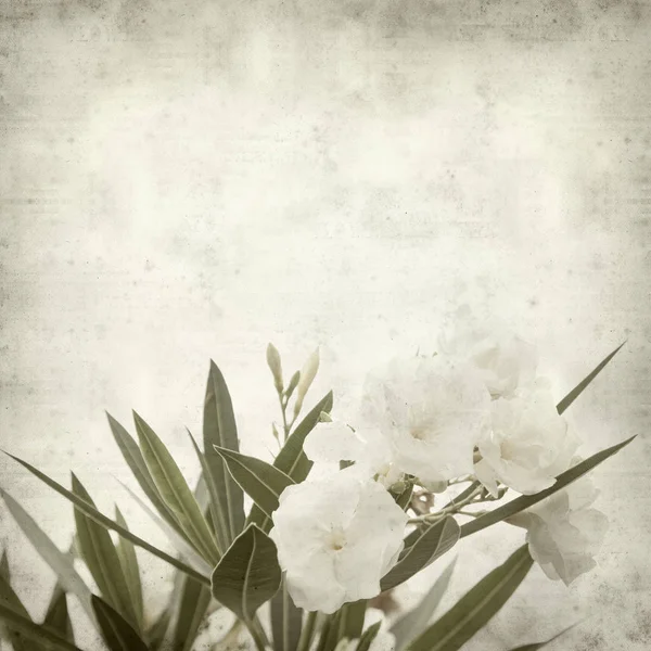 ホワイト オランダー花とテクスチャの古い用紙の背景 — ストック写真