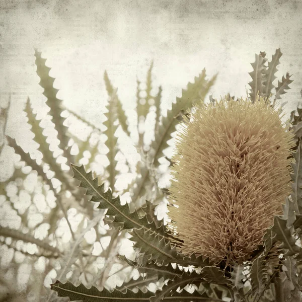 Textured Old Paper Background Yellow Banksia Flowers — Stock Photo, Image