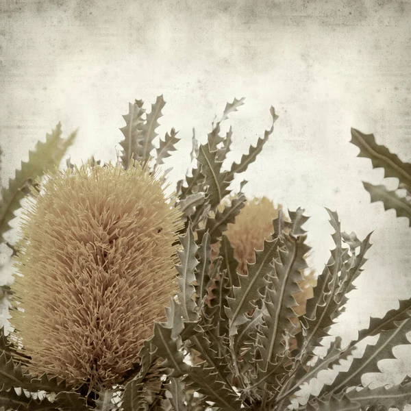 Textured Old Paper Background Yellow Banksia Flowers — Stock Photo, Image