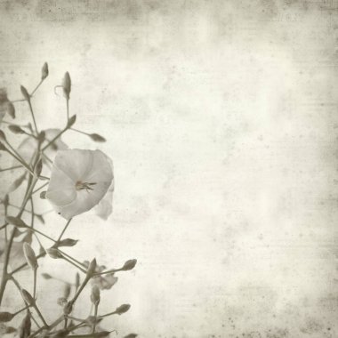 Eski Kağıt arka plan ile Convolvulus floridus çiçek dokulu