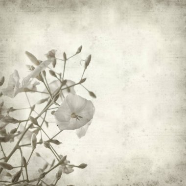 Eski Kağıt arka plan ile Convolvulus floridus çiçek dokulu