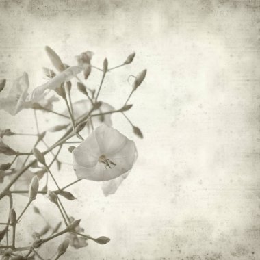 Eski Kağıt arka plan ile Convolvulus floridus çiçek dokulu