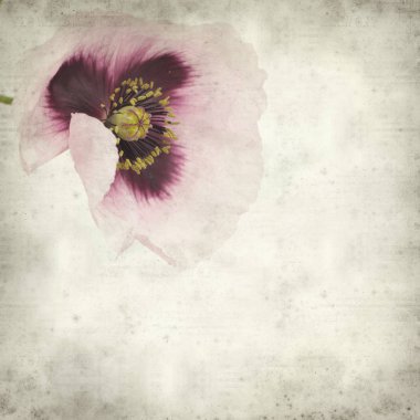 pembe haşhaş çiçek ile dokulu eski Kağıt arka plan 