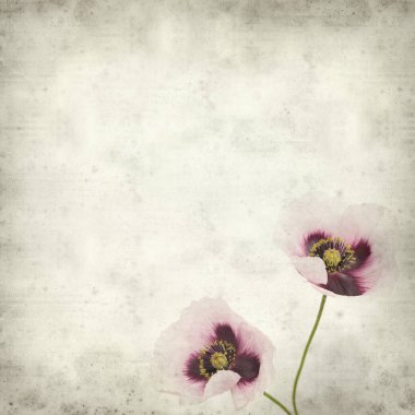 pembe haşhaş çiçek ile dokulu eski Kağıt arka plan 