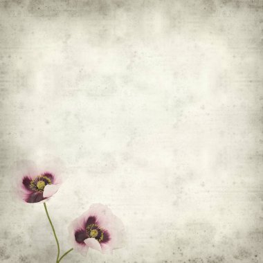 pembe haşhaş çiçek ile dokulu eski Kağıt arka plan 