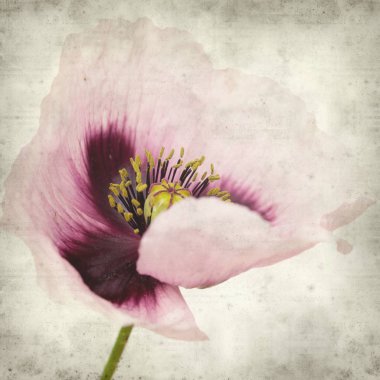 pembe haşhaş çiçek ile dokulu eski Kağıt arka plan 