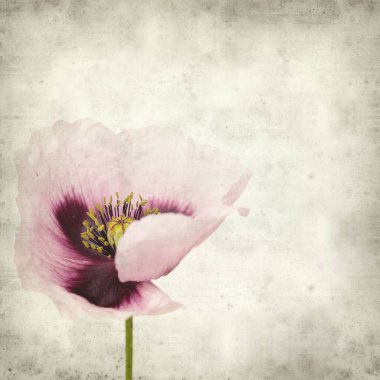 pembe haşhaş çiçek ile dokulu eski Kağıt arka plan 