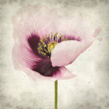 pembe haşhaş çiçek ile dokulu eski Kağıt arka plan 