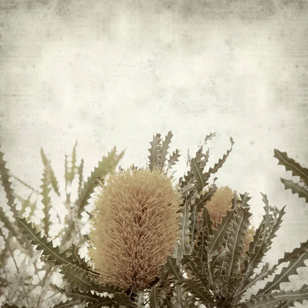 Testurizzato Vecchio Sfondo Carta Con Fiori Banksia Giallo — Foto Stock