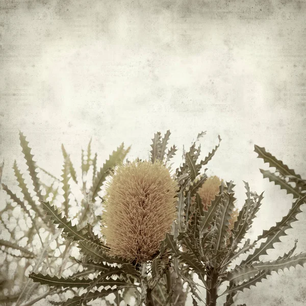 Fondo Papel Viejo Texturizado Con Flores Banksia Amarillas —  Fotos de Stock
