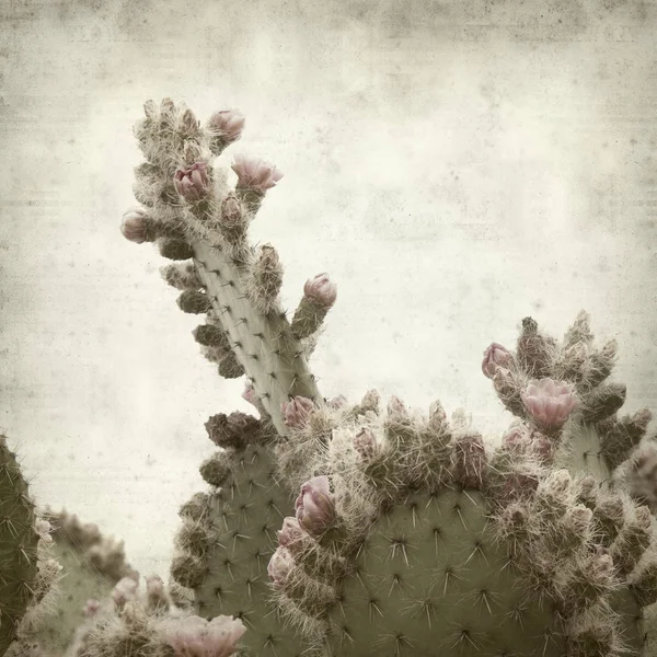 Texturierter Alter Papierhintergrund Mit Rosa Blühendem Opuntia Kaktus — Stockfoto