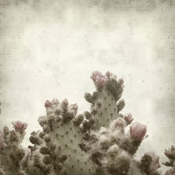 Texturou Staré Papírové Pozadí Růžovou Kvetoucí Kaktus Opuntia — Stock fotografie