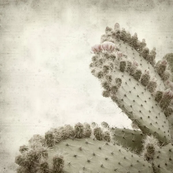Testurizzato Vecchio Sfondo Carta Con Rosa Fioritura Opuntia Cactus — Foto Stock
