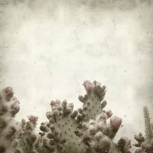Texturou Staré Papírové Pozadí Růžovou Kvetoucí Kaktus Opuntia — Stock fotografie