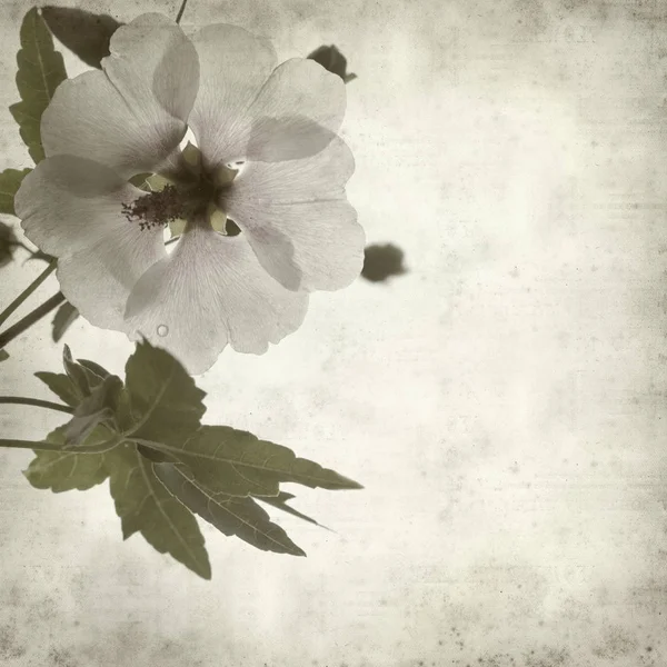 Eski Kağıt Arka Plan Malva Acerifolia Çiçek Dokulu — Stok fotoğraf