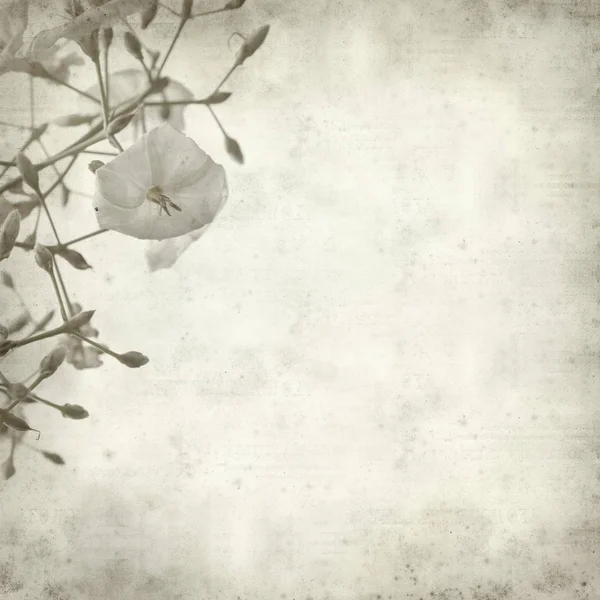 Fondo Papel Viejo Texturizado Con Flor Convolvulus Floridus — Foto de Stock