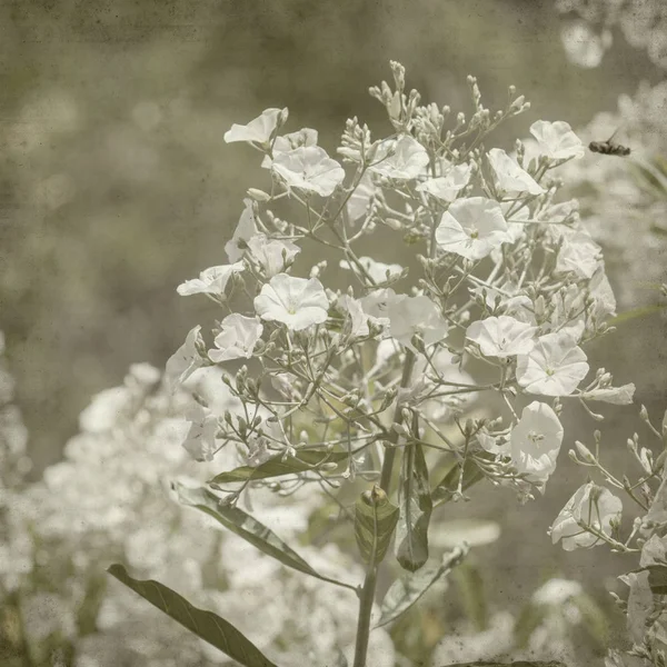 ヒルガオ Floridus 花と古い紙背景をテクスチャ — ストック写真