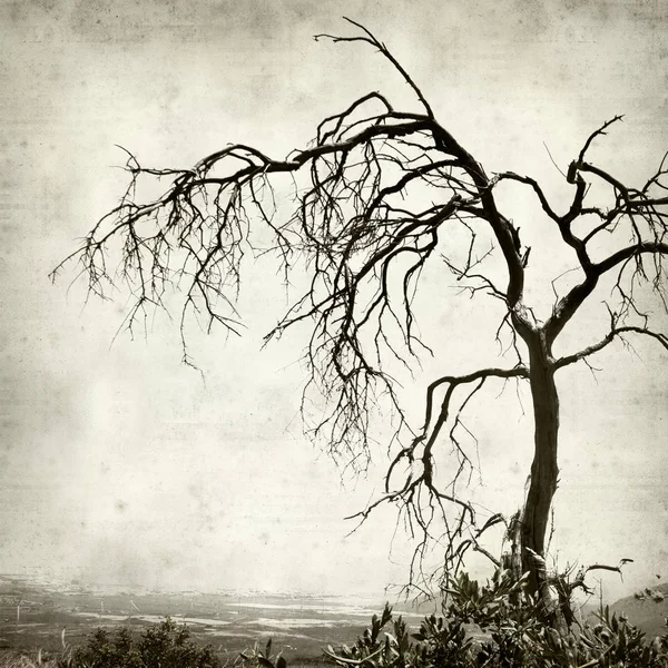 纹理老纸背景与死的干燥树 — 图库照片
