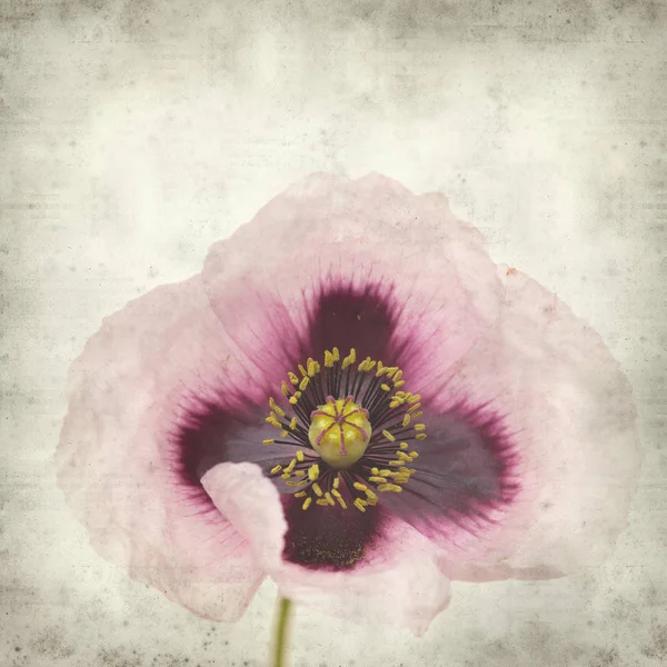 Texturou Staré Papírové Pozadí Růžový Květ Máku — Stock fotografie