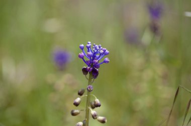 Gran Canaria Flora - püskül sümbül doğal çiçek arka plan