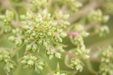 Gran Canaria Flora - çiçek hakkında sulu Aeonium percarneum