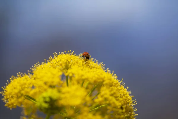 Flora Gran Canaria Ferula Linkii Giant Canary Fennel Ladybug — Stock Photo, Image