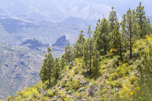 Gran Canaria Mayo Ruta Senderismo Cruz Tejeda Artenara Vista Caldera — Foto de Stock