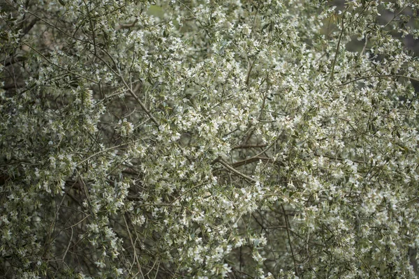 Flora Van Gran Canaria Chamaecytisus Proliferus Boom Luzern Ondersoort Meridionalis — Stockfoto