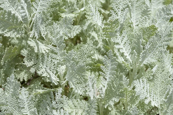 카나리아의 타나세툼 Ptarmiciflorum 풍토병과 위기에 배경을 — 스톡 사진